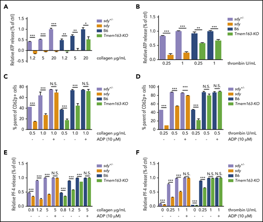 Sdy and Tmem163-KO platelets display significant impairment of DG release and AG secretion. (A-B) Washed platelets from sdy+/−, sdy, B6 (WT, C57BL/6J) or Tmem163-KO mice were stimulated with various concentrations of collagen (1.2, 5, or 20 μg/mL) (A) or thrombin (0.25 or 1 U/mL) (B) and secretion of ATP assessed by ATP determination kit. Data represent the relative ATP release as the percentage (mean ± SEM) of the mean normalized value in maximal dose stimulation for their control mice. (C-D) Washed platelets from sdy+/−, sdy, B6, or Tmem163-KO mice were labeled with fluorescein isothiocyanate-CD62p antibody and stimulated with various concentrations of collagen (0.5 or 1.0 μg/mL, sdy vs Tmem163-KO, n = 6, 6, respectively) (C) or thrombin (0.25 or 0.5 U/mL, sdy vs Tmem163-KO, n = 3, 6, respectively) (D) for 5 minutes in the absence or presence of 10 μM ADP and then measured by flow cytometry for CD62p surface expression. Data represent the percentage of platelets with labeling above the background level observed on unstimulated platelets. (E-F) Washed platelets from sdy+/−, sdy, B6, or Tmem163-KO mice were stimulated with various concentrations of collagen (0.8, 1.2, or 5.0 μg/mL) (E) or thrombin (0, 0.25, or 1 U/mL) (F) for 5 minutes in the absence or presence of 10 μM ADP, and then supernatants were collected and measured by enzyme-linked immunosorbent assay for PF-4 (sdy vs Tmem163-KO, n = 4, 4, respectively.). Data shown represent the relative PF4 release as the percentage (mean ± SEM) of the mean normalized value in maximal dose stimulation for their control mice. *P < .05; **P < .01; ***P < .001.