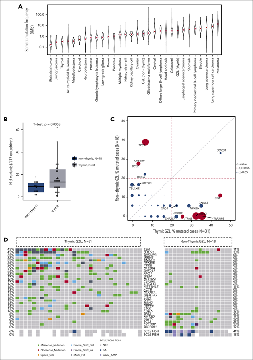 Mutational landscape by thymic vs nonthymic involvement. (A) Mutation burden in the exome capture space. Thymic GZL (n = 15) had a greater mutation burden than nonthymic GZL (n = 6). Data were generated using the Cancer Genome Atlas data set.33 (B) Coding mutation count within the 217 target genes. Thymic GZL (n = 31) had more coding mutations compared with nonthymic GZL (n = 18). (C) Pairwise comparison of incidence of mutations within thymic GZL vs nonthymic GZL. The comparison was done using Fisher’s exact test among the most recurrently mutated genes, between thymic and nonthymic cases. The size of the bubble is inversely correlated with the P value. Significant results after FDR correction (q < 0.05) are colored in red. Full analysis and FDR testing are provided in supplemental Table 4. (D) Co-oncoplot of the most recurrently mutated genes and BCL2/BCL6 FISH rearrangement status within thymic and nonthymic GZL. Thymic GZL was characterized by the presence of mutations typically seen in PMBCL/cHL and the absence of TP53/BCL2/BIRC6 or BCL2/BCL6 rearrangements in the majority of the samples. Within nonthymic cases, 6 of 18 cases are characterized by the presence of SOCS1/B2M variants, and 7 of 18 cases are characterized by TP53/BCL2/BIRC6. BCL2 and BCL6 rearrangements tended to be enriched in nonthymic GZL cases with TP53/BCL2 mutations. BA, break-apart; GAIN_AMP, gain or amplification; NEG, no FISH abnormality.