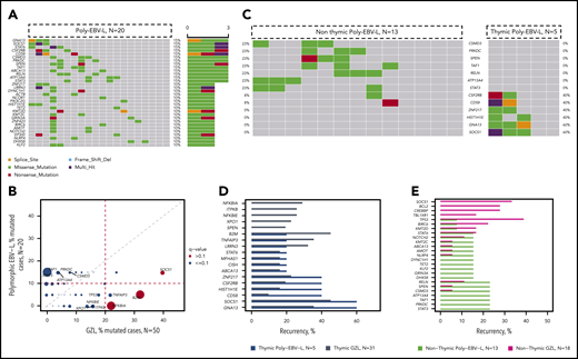 Comparison of poly-EBV-L and GZL. (A) Oncoplot of mutations within polymorphic EBV DLBCL. (B) Pairwise (Fisher’s exact test) comparison of the incidence of mutations within GZL and polymorphic EBV DLBCL. The size of the bubble is inversely correlated with the P value. Significant results (P < .05 and q < 0.1) are colored in red. Full analysis is provided in supplemental Table 4D. (C) Co-oncoplot of the most recurrent mutations within poly-EBV-L, based on the presence of thymic involvement: thymic poly-EBV-L (n = 5) and nonthymic poly-EBV-L (n = 13). Genes have been selected based on the recurrence within thymic and nonthymic poly-EBV-L (>20% in either cohort or in both). (D) Bar plot showing incidence of mutations within thymic poly-EBV-L (blue) and thymic GZL (gray). (E) Bar plot showing incidence of mutations within nonthymic poly-EBV-L (green) and nonthymic GZL (purple).