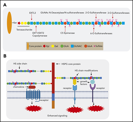 HSPG structure and HS chain modification. (A) HSPGs consist of a core protein to which 1 or more HS side chains are covalently attached. The synthesis of a HS chain starts with the attachment of a tetrasaccharide linker (xylose–galactose–galactose–glucuronic acid) to a serine residue of the core protein. The enzyme EXTL3 adds the first GlcNAc to the tetrasaccharide linker. The co-polymerases EXT1/EXT2 mediate the elongation of the HS chain by adding GlcA-GlcNAc residues. Subsequently, the HS chains undergo various modifications, which include GlcNAc deacetylation and sulfation by N-deacetylase/N-sulfotransferases, epimerization of GlcA to its epimer iduronic acid by glucuronyl C5-epimerase, and sulfation at the 2-O-position, 3-O-position, and C-6-position by different sulfotransferases. After completion of this synthesis and modification process, the structure and function of the HS chain can still be further modified by a number of endo- and exo-enzymes. These include heparanase, which is expressed in damaged tissues and cancer but hardly by normal tissues and can cleave HS chains into fragments. Furthermore, the sulfation status of HS, which is crucial for protein interactions, can be modified by sulfatase-1 (Sulf-1) and sulfatase-2 (Sulf-2), which remove the 6-O sulfate moieties from disulfated GlcA-GlcNS6S and trisulfated IdoA2S-GlcNS6S. (B) HSPGs bind multiple growth factors, cytokines, and chemokines via their HS side chains and facilitate the interaction of these ligands with their cognate receptors, thereby regulating the activities of these proteins and leading to enhanced signaling activation. Importantly, HS modifications determine the binding capacity and specificity of HS chains for a given protein and are both cell type and differentiation stage specific.