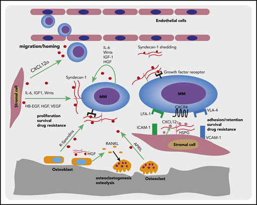 Syndecan-1 and BM stromal HSPGs in the interaction of MM plasma cells with the BM microenvironment. Schematic representation of a MM plasma cells interacting with different components of the BM microenvironment. Specialized, CAR-like niche cells in the BM microenvironment secrete high levels of CXCL12α, which steers (MM) plasma cells migration/homing to the BM. The distinct cell types in the BM microenvironment, including BMSCs, hematopoietic cells, osteoblasts, and osteoclasts, as well as the MM cells themselves, produce various survival/growth factors and cytokines. Membrane-bound syndecan-1 can bind many of these soluble factors and present them to their cognate receptors, thereby promoting MM cell proliferation and survival. Furthermore, syndecan-1 shed by MM cells may act as a reservoir for soluble factors, including mediators of angiogenesis and osteoclastogenesis. In addition, by expressing HSPG-bound CXCL12γ on their cell membrane, CAR-like stromal niche cells can engage the chemokine receptor CXCR4 on MM cells, promoting MM cell retention, survival, and drug resistance.