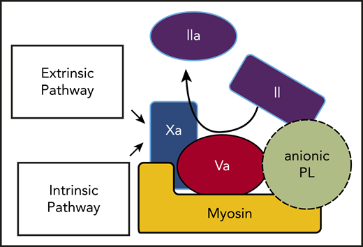 Thrombin generation can be driven by prothrombin activation on the surface of striated muscle myosin-anionic PL complexes that bind FXa and FVa. The intrinsic and extrinsic coagulation pathways converge at the generation of FXa, which is the key enzyme that activates prothrombin. As depicted, both FXa and its cofactor FVa bind to myosin-PL, which potently promotes prothrombin activation to generate thrombin. Prothrombin might bind to FVa and myosin and also to PLs via its Gla domain.