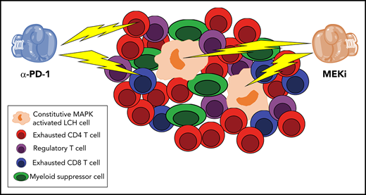 Double trouble for LCH lesions. Sengal et al perform a detailed phenotypic and functional analysis of the inflammatory infiltrate in LCH lesions. Confirming and extending prior observations, Sengal et al show that the constitutively active MAPK LCH cells are a minority of the population, whereas exhausted CD4 and CD8 T cells, regulatory T cells, and myeloid-derived suppressor cells predominate. Using a BRAFV600ECD11C preclinical model of systemic LCH, they demonstrate that α-PD-1 and MEKi have synergistic activity in reducing the size of the LCH lesions.