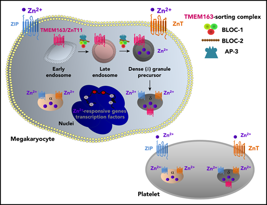 Zn2+ homeostasis in megakaryocytes and platelets.Several Zn2+-responsive genes and transcription factors are expressed in megakaryocytes and involved in diverse processes, including granule biogenesis and platelet production. ZIP/ZnT transporters in megakaryocytes and platelets regulate Zn2+ influx/efflux and Zn2+ content in secretory granules, thereby facilitating Zn2+-dependent metabolic and signaling pathways. Granular-resident Zn2+ in platelets contributes to the activation of the coagulation cascade. The newly identified platelet Zn2+ transporter TMEM163 (also called ZnT11) is located in the δ-granule membrane and regulates the biogenesis of δ-granules in megakaryocytes. BLOC-1, BLOC-2, and AP-3 are involved in this process and transport TMEM163 from early endosomes to perinuclear δ-granules and late-endosome–positive compartments.