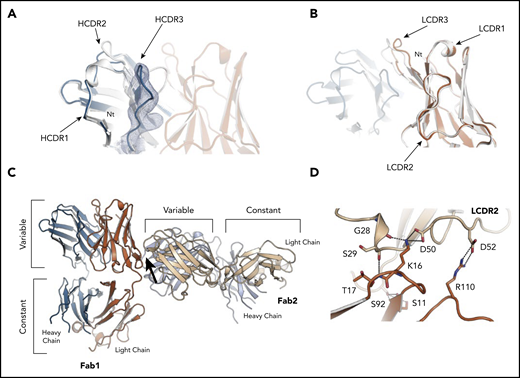Structure of the subset 169 P6540 case BcR Fab fragment and its homotypic interactions. (A) Superposition of the heavy chain variable domains of P6540 and the subset 2 P11475, showing a different, more open conformation for the VH CDR3 of the P6540 Fab. A cartoon of the P6540 Fab is shown, with heavy chain (blue), light chain (orange), and CDRs labeled accordingly. The subset 2 P11475 Fab is also shown in a cartoon in white. The 2mFo-DFc electron density map is shown from the VH CDR3 loop (blue) and at a contour level of 1.0σ. (B) Superposition of the light chain variable domains of subset 169 P6540 and subset 2 P11475, showing a minor difference in the VL CDR3 conformation caused by a hinged motion of the loop. (C) The homotypic interactions between subset 169 P6540 BCR Fab molecules are revealed by the mutual orientation of 2 interacting Fab molecules in the crystal. Heavy and light chains are shown in the cartoon and are blue and orange, respectively. The interacting region is marked with an arrow. (D) Close-up of the interface between the 2 receptor molecules. The residues involved in the interaction are labeled and shown as sticks. Contacts are dominated by the IGLV3-21 light chain residues through the VL CDR2. All residues shown are also conserved and involved in the homotypic interactions between subset 2 P11475 receptor molecules leading to cell-autonomous signaling.17 Figures were generated with Pymol (http://www.pymol.org).