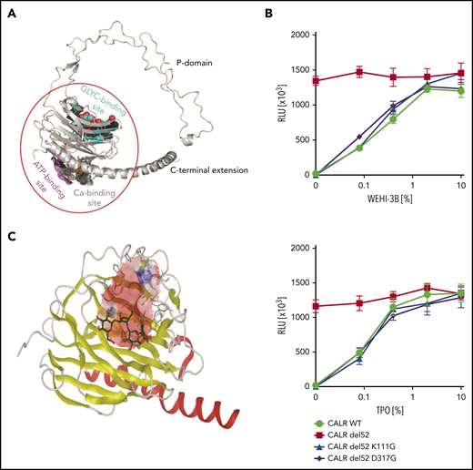 Molecular docking of CALR GBD was conducted to search for mutant CALR inhibitors. (A) Structural model of human CALR. Colored surface representations indicate experimentally identified interaction sites: N-glycan binding site (cyan), ATP binding site (magenta), and Ca2+ binding site (gray). (B) Cytokine dose response of the GBD-mutated Ba/F3-MPL cells. Ba/F3-MPL cells were transduced with pMSCV-puro constructs carrying CALR WT, CALR del52, and lysine 111– and aspartic acid 317– mutated CALR del52. The transduced cells were cultured with different concentrations of the cytokines, and the cell viability was detected after 72 hours. WEHI-3B–conditioned media and TPO-conditioned media were used as murine IL-3 and human TPO supplements (n = 6). Data are shown as mean ± standard deviation. (C) In silico modeling of the CALR GBD domain. The globular domain of CALR is shown (α-helix, red; β-sheets, yellow). A grid box is defined at the GBD domain for the docking prediction (pink area). The cocrystalized tetrasaccharide molecule (carbon molecule, dark green; oxygen molecule, red; hydrogen molecule, gray) is displayed and interacts with the CALR GBD. RLU, relative luminescence unit.