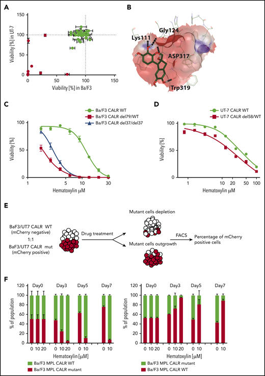 Selective inhibitory effect of hematoxylin was observed on CALR-mutated cell lines. (A) Single-dose cytotoxic screen of the docking library in Ba/F3-MPL and UT-7/TPO cell lines. CRISPR-Cas9–generated Ba/F3-MPL CALR del79/WT and UT-7/TPO CALR del61/WT were treated by each compound at 10 μM for 72 hours. All luminescent signals were normalized to DMSO control to calculate the percentage of reduced viability (n = 3). Positive hits are shown in red. Data are shown as mean ± standard deviation (SD). (B) Molecular docking model of hematoxylin with the GBD of CALR. The predicted interacting amino acid residues are labeled. The hydrogen bonds are labeled with black dash lines. The pink area indicates the grid box used in the docking study. (C) Dose-response test of hematoxylin in Ba/F3-MPL cell lines. A heterozygous and a homozygous CALR-mutated cell line were used in comparison with WT control. WT cells were grown with 1% TPO-conditioned media, and mutant cell lines were grown without cytokine. All drug treatment groups contained an equal amount of DMSO (n = 6). (D) Dose-response test of hematoxylin in UT-7/TPO cell lines. A CALR heterozygous mutant cell line was used in comparison with WT control. WT cells were grown with 1% TPO-conditioned media, and mutant cell lines were grown without cytokine. All drug treatment groups contained an equal amount of DMSO (n = 6). (E) Schematic diagram of the experimental process of the 2-color competition assay. (F) Drug selectivity test of hematoxylin in Ba/F3-MPL by the 2-color competition assay. Ba/F3-MPL CALR WT (mCherry+) and Ba/F3-MPL CALR del79/WT (mCherry−) cells were treated with the indicated concentration of hematoxylin for 7 days (1% TPO-conditioned media) and, the drug was refreshed every 2 to 3 days (left). The reverse color setting was used, and Ba/F3-MPL CALR WT (mCherry−) and Ba/F3-MPL CALR del79/WT (mCherry+) cells were used (right; n = 3). Data are shown as mean ± SD. FACS, fluorescence-activated cell sorting.