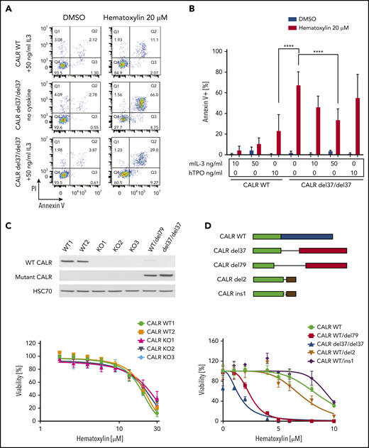 C-terminal truncation and knockout (KO) CALR rescue apoptosis induced by hematoxylin in CALR-mutated cells. (A) Annexin V/PI staining of Ba/F3-MPL cells after hematoxylin treatment for 24 hours. Representative fluorescence-activated cell sorting plots of annexin V/PI staining in both CALR WT and mutant cell lines; 10 and 50 ng/mL of murine IL-3 were used, and 10 ng/mL of human TPO (hTPO) was used. (B) Quantification of apoptotic cells (annexin V+; n = 3). Data are shown as mean ± standard deviation. The statistical test was conducted by 1-way analysis of variance followed by Bonferroni’s multiple comparison tests. WT cells were tested in the presence of 10 and 50 ng/mL of murine IL-3 or 10 ng/mL of hTPO. Mutant cell lines were tested in either absence of cytokine or presence of 10 and 50 ng/mL of murine IL-3 or 10 ng/mL of hTPO. (C) KO of CALR in Ba/F3-MPL cells shown by western blot (top). Dose response of Ba/F3-MPL CALR WT and CALR KO cell lines (bottom). CALR KO cell lines were generated by CRISPR-Cas9 targeting exon 3 of CALR gene from Ba/F3-MPL cell lines; 3 individual KO clones and 2 WT clones were used in the experiment (n = 5). (D) Sequence alignment of the C-terminal sequences of WT CALR, disease frameshift mutant CALR (CALR del79 and CALR del37 as 2 examples), and C-terminal–truncated CALR (CALR del2 and CALR ins1 as 2 examples) from Ba/F3 cells. Nonmutated sequences (green), disease frameshift mutant–specific sequences (red), WT-specific sequences (blue), and nondisease frameshift mutant sequences (brown) are indicated (top). Dose response of Ba/F3-MPL cell lines carrying WT CALR, disease frameshift mutant CALR, and C-terminal–truncated CALR (bottom; n = 3). ****P < .0001.