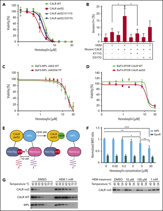Hematoxylin (HEM)-induced apoptosis and disrupted CALR-MPL interaction in CALR-mutated cells. (A) Dose-response test of HEM in Ba/F3-MPL cell lines transduced with pMSCVpuro retroviral constructs carrying CALR WT, CALR del52, CALR del52 K111G, and CALR del52 D317G (n = 3). (B) Annexin V/PI staining of Ba/F3-MPL cells carrying GBD-mutated CALR del52 after HEM treatment for 24 hours. Annexin V+ cells were quantified as the apoptotic cells. Data are shown as mean ± standard deviation (SD; n = 3). The statistical test was conducted by 1-way analysis of variance (ANOVA) followed by Bonferroni’s multiple comparison tests (n = 3). (C) Dose-response test of HEM in Ba/F3-MPL cell lines transduced with retroviral constructs carrying JAK2 WT and JAK2V617F (n = 4). (D) Dose-response test of HEM in Ba/F3 cell lines that were cotransduced with retroviral constructs carrying erythropoietin receptor (EPOR) and CALR WT or CALR del52 (n = 3). (E) The interaction of mutant CALR and MPL was detected by the NanoBRET assay. EBNA cells were transfected with CALR del52-HaloTag and NanoLuciferase-MPL/EPOR constructs. Cells were treated with HEM for 24 hours at respective concentrations. The BRET ratio was calculated by dividing the donor bioluminescent signal (460 nm) by the acceptor bioluminescent signal (618 nm). EPOR-CALRdel52 was used as negative control for background signal. (F) Quantification of the NanoBRET assay result. Data are shown as mean ± SD. The statistical test was calculated by 1-way ANOVA followed by Tukey’s multiple comparisons test. (G) HEM binding with mutant and WT CALR tested by the cellular thermal shift assay. HEK293T cells were transfected with pcDNA3.1 CALR ins5/CALR WT/MPL constructs. HEM or DMSO was added to cell lysates before heating at respective temperatures for 6 minutes. Western blot was used to detect the soluble fraction of the protein lysates. The lysates were treated with DMSO/1 mM of HEM and incubated with a gradient of temperatures (left). The lysates were treated with multiple concentrations of HEM and incubated with a gradient of temperatures (bottom). *P < .05, **P < .01, ****P < .0001.