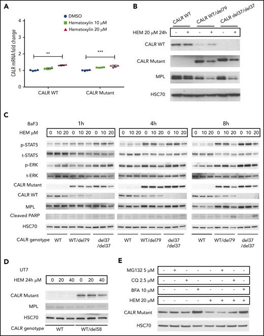 Hematoxylin reduced the intracellular abundance of mutant CALR and inhibited JAK-STAT signaling. (A) Real-time polymerase chain reaction analysis of 24-hour treatment of hematoxylin in Ba/F3-MPL cell lines. Ba/F3-MPL CALR WT and the CRISPR-Cas9–generated CALR del37/del37 cell lines were treated with 20 μM of hematoxylin or equivalent amount of DMSO as the control for 24 hours before cell collection and RNA extraction (n = 4). The statistical test was conducted by a 2-tailed paired Student t test. (B) Western blot analysis of 24-hour treatment of hematoxylin in Ba/F3-MPL cell lines. Ba/F3-MPL CALR WT cells and CRISPR-Cas9–generated CALR WT/del79 and CALR del37/del37 cell lines were treated with 20 μM of hematoxylin or equivalent amount of DMSO as control for 24 hours before cell extraction and lysis. (C) Effect of time course treatment of hematoxylin on Ba/F3-MPL CALR WT, WT/del79, and del37/del37 cell lines. Hematoxylin was added at 20 μM for the indicated time before collection and cell lysis. (D) Western blot analysis of 24-hour treatment of hematoxylin in UT-7/TPO cell lines. CALR WT cell line and CRISPR-Cas9–generated CALR del58/WT cell lines were used and treated with indicated concentrations of hematoxylin. (E) Effect of multiple inhibitors on CALR protein level. All the indicated inhibitors were added for 8 hours in Ba/F3-MPL CALR del79/WT cell line. **P < .01, ***P < .001. BFA, brefeldin A; CQ, chloroquine.