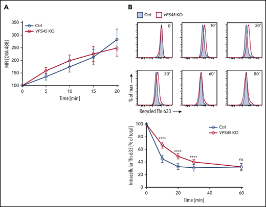 VPS45 is dispensable for internalization but is required for efficient transferrin recycling. (A) Flow cytometric analysis of cargo uptake. Control and VPS45 KO HeLa clones were incubated with 32.5 µg/mL fluorescent OVA at 37°C for indicated periods, and the rate of cargo uptake was analyzed as a change in MFI from baseline (fluorescence at 4°C). Data are pooled from 2 independent experiments. Error bars indicate mean ± standard deviation (SD). Statistical analysis of significance using 2-way analysis of variance (ANOVA) followed by Tukey multiple comparisons test revealed no significant difference in OVA uptake between control and VPS45 KO HeLa clones. (B) Flow cytometric analysis of transferrin recycling in control and VPS45 KO HeLa clones. Cells were incubated with 25 µg/mL of fluorescent transferrin for 30 minutes at 37°C, followed by a chase for the indicated periods and removal of surface-bound transferrin. Representative histograms of 1 control clone and 1 VPS45 KO clone are shown. The chart shows cell-associated transferrin as the percentage of initial transferrin present at time t = 0, and pooled data from 4 independent experiments are shown. Error bars indicate mean ± SD. Statistical analysis was performed using 2-way ANOVA followed by Tukey multiple comparisons test. ns, not significant. ****P < .0001.
