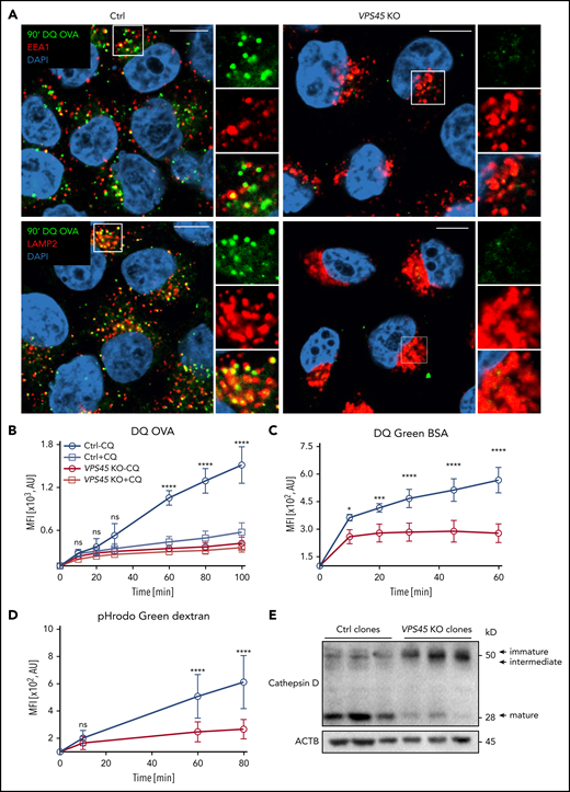 VPS45 KO cells fail to efficiently process soluble cargos and show a delayed maturation of cathepsin D. Control and VPS45 KO HeLa clones were incubated with various fluorescent substrates for indicated time periods (A-B: DQ OVA; C: DQ Green BSA; D: pHrodo Green Dextran). (A) Representative confocal microscopy images of DQ OVA processing in control and VPS45 KO HeLa clones are shown. After incubation with DQ OVA for 90 minutes, cells were fixed and stained for EEA1 and LAMP2. DAPI was used to visualize the nucleus. Enlarged images represent magnified views of boxed areas (8 µm × 8 µm). One representative experiment of 2 independent experiments is shown. Scale bars, 10 µm. (B-D) The rate of substrate processing was determined by flow cytometry as a change in MFI from baseline (fluorescence at 4°C). (B) Control and VPS45 KO cells were additionally treated with 25 µM CQ. Data are pooled from 4 independent experiments. (C) Data are pooled from 3 independent experiments. (D) Data are pooled from 4 independent experiments. (B-D) Error bars indicate mean ± SD. Statistical analysis was performed using 2-way ANOVA followed by Tukey or Sidak multiple comparisons test. *P < .05; ***P < 0,001; ****P < .0001. (E) Expression levels of immature (50 kDa), intermediate (46 kDa), and mature (28 kDa) cathepsin D were analyzed in control and VPS45 KO HeLa clones (n = 3 different clones per genotype) by immunoblotting. One representative experiment of 3 independent experiments is shown.