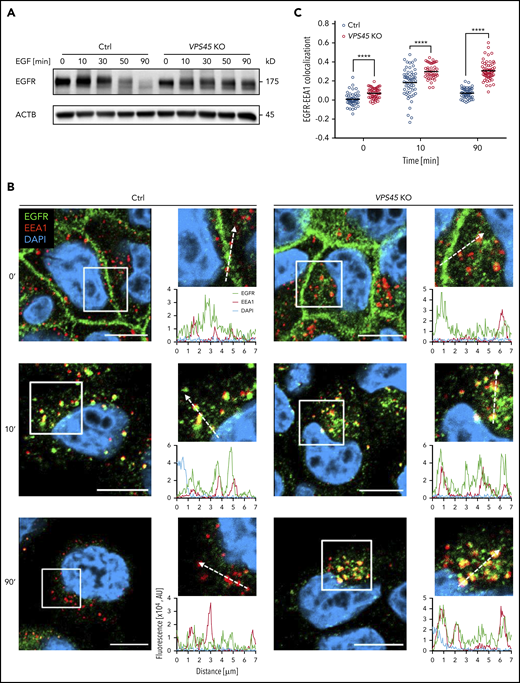 Loss of VPS45 causes accumulation of EGFR in early endosomes and inefficient degradation. (A) Serum-starved control and VPS45 KO HeLa clones were stimulated with 100 ng/mL EGF for indicated time periods, and EGFR levels were analyzed by immunoblotting. One representative experiment of 3 independent experiments is shown. (B) Cells were treated as in panel A, fixed, and costained with anti-EGFR and anti-EEA1 antibodies. Nuclei were visualized using DAPI. Enlarged images represent magnified views of boxed areas (10 × 10 µm), and profile blots along the dashed arrow (7 µm) are shown. One representative experiment of 3 independent experiments is shown. Scale bars, 10 µm. (C) Quantification of EGFR-EEA1 colocalization of data shown in panel B. Pearson correlation coefficient is plotted on the y-axis. For each genotype, ≥40 cells were analyzed. Horizontal lines indicate the means, and each symbol represents an individual cell. Statistical analysis was performed using 2-way ANOVA with Tukey multiple comparisons test. ****P < .0001.