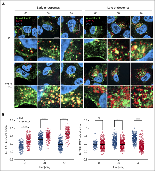 VPS45 depletion results in prolonged association of G-CSFR with early endosomes and disrupted transport to late endosomes. (A) Serum-starved control and VPS45 KO HeLa clones stably expressing G-CSFR–green fluorescent protein fusion proteins were stimulated with 100 ng/mL G-CSF for 10 minutes, followed by a chase for the indicated periods. Stimulated cells were fixed and stained with anti-EEA1 and anti-LAMP2 antibodies. DAPI was used as a nuclear stain. Enlarged images represent magnified views of boxed areas (10 × 10 µm). One representative experiment of 2 independent experiments is shown. Scale bars, 10 µm. (B) Quantification of G-CSFR-EEA1 and G-CSFR-LAMP2 colocalization of data shown in panel A. Pearson correlation coefficient is plotted on the y-axis. For each genotype, ≥100 cells were analyzed. Horizontal lines indicate the means, and each symbol represents an individual cell. Statistical analysis was performed using 2-way ANOVA with Tukey multiple comparisons test. ****P < .0001.