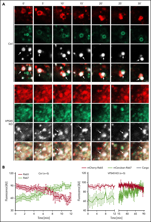 Loss of VPS45 leads to a defective early-to-late endosome maturation. Nonmodified control and VPS45 KO HeLa clones were transduced with recombinant lentiviral vectors to coexpress mCherry-Rab5 and mCerulean-Rab7. Dynamic changes of Rab5-positive and Rab7-positive vesicles were imaged during the uptake and transport of fluorescent cargo (microspheres-633). Arrows point to microspheres. (A) Representative images of cargo trafficking in single vesicles of control and VPS45 KO clones are shown. Scale bars, 1 µm. (B) The corresponding total fluorescence traces of Rab5 (red) and Rab7 (green) over time averaged from 5 independent experiments are shown. For visualization purposes, only every second frame is shown for the first 12 minutes in VPS45 KO clones. Error bars indicate mean ± standard error of the mean.
