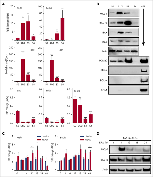 MCL-1 is expressed in early erythropoiesis. (A-B) Mouse fetal livers were isolated from E12.5 embryos and mechanically dissociated. Fetal liver cells were labeled with CD45, CD71, and TER119 antibodies. Following CD45− gating, cells were sorted 4 ways using a FACSAria; S1 and S2 were combined because of low cell number. (A) Quantitative PCR was performed on sorted populations for the indicated anti- or proapoptotic family members. Expression is represented as fold change relative to housekeeping gene (Ubc). n = 12 embryos from 3 litters, bars represent mean ± standard error of the mean. *P < .05, **P < .1, ***P < .01, vs S0 with α = 0.05, 1-way analysis of variance (ANOVA). (B) Cells were lysed in RIPA buffer containing phosphatase inhibitor cocktail and then immunoblot was performed on sorted cell populations. Wild-type murine embryonic fibroblast (MEF) lysates are included as positive control where indicated. (C-D) Fetal liver cells were isolated from E12.5 wild-type embryos; TER119− progenitor cells were purified using MACS MicroBeads and then cultured on fibronectin-coated plates for the indicated time points without (Unstim) or with 2 U/mL human EPO (+EPO). (C) Quantitative PCR was performed for the indicated anti- or proapoptotic family members. Expression is represented as fold change relative to housekeeping gene (Ubc); n = 12 embryos from 3 litters. *P < .05, 1-way ANOVA with α = 0.05, where indicated. (D) Immunoblot was performed to detect the indicated proteins. ns, not significant.