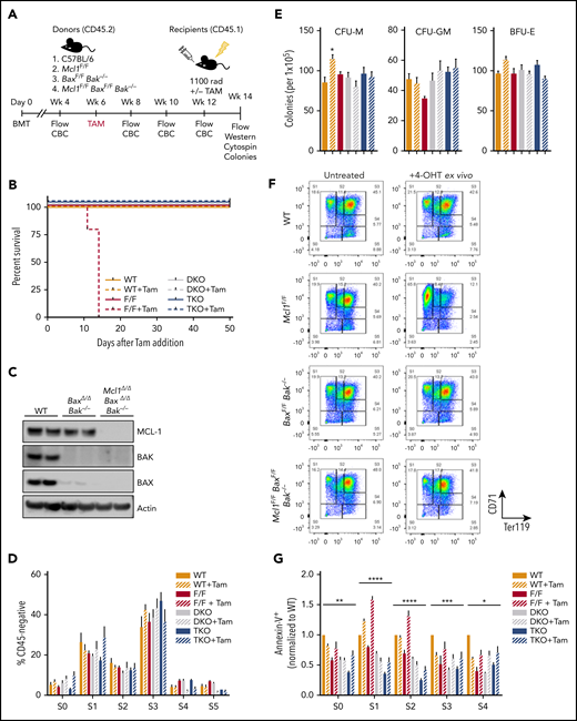 Removal of apoptosis rescues erythropoiesis defect caused by deletion of Mcl1. (A) Schematic diagram of transplant studies indicating lethally irradiated CD45.1+ recipients and 4 groups of CD45.2+ donors: C57BL/6 wild-type, Mcl1F/F Rosa-ERCreT2, BaxF/FBak−/−Rosa-ERCreT2, and Mcl1F/FBaxF/FBak−/− Rosa-ERCreT2 (n = 5-11 recipients per donor group; see "Materials and methods"). These 4 groups were further subdivided into untreated or tamoxifen treated, for a total of 8 treatment groups. (B) Kaplan-Meyer survival plot of recipient animals following tamoxifen treatment. (C) Immunoblot of recipient spleens (2 lanes each) following BM transplant and tamoxifen-mediated deletion of floxed alleles. (D) BM from vehicle or tamoxifen-treated recipients was differentiated into erythroblasts on fibronectin-coated plates in EPO-containing media. Cells were labeled with CD45, CD71, and TER119 and then analyzed by flow cytometry; CD45− fraction is shown divided into developmental stages S0 through S5. Bars represent mean ± standard error of the mean (SEM). One-way analysis of variance (ANOVA) with α = 0.05 was used to compare each group vs wild-type (WT). (E) Methylcellulose colony-forming assays were performed using recipient total BM; BFU-Es were grown on MethoCult GF M3434 (contains EPO), whereas CFU-Ms and CFU-GMs were grown on MethoCult GF M3534 (without EPO). (F-G) Recipient BM was harvested and differentiated into erythroblasts on fibronectin-coated plates as in Figure 4. (F) BM from mice that did not receive tamoxifen during the transplant study was differentiated with or without 4-OHT, as indicated. Cells were labeled with CD45, CD71, and TER119 and then analyzed by flow cytometry; representative plots of the CD45− fraction are shown. (G) Ex vivo–differentiated BM was labeled with CD45, CD71, TER119, and Annexin V antibodies and analyzed by developmental stage (n = 5-11 recipient animals per donor group). Data are mean ± SEM. *P < .05, **P < .1, ***P < .01, ****P < .001, 2-way ANOVA with α = 0.05. DKO, double knockout; F/F, Mcl1F/F; Tam, tamoxifen; TKO, triple knockout; WT, wild-type.