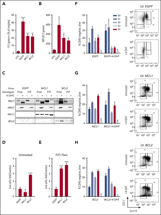 Lentivirus-mediated expression of human BCL-2 can rescue loss of MCL-1 in early erythropoiesis. TER119-depleted fetal liver cells from E12.5 Mcl1F/F Rosa-ERCreT2+ or Mcl1F/wt Rosa-ERCreT2+ littermate controls were infected with zsGreen-tagged lentivirus encoding human cDNAs (BCL2, MCL1) or EGFP for 16 hours. Cultures were pulsed with 4-OHT for the next 16 hours and then media were changed to EPO-containing media to support erythroid differentiation. (A-B) Flow cytometric analysis of viral vector expression in fetal liver cells; UTC, untransduced control cells. (A) Percentage of zsGreen+ cells in the singlet gate. (B) Mean fluorescence intensity (MFI) of zsGreen signal (n ≥ 3 biological replicates with 3 embryos each). Data are mean ± standard error of the mean (SEM). *P < .5, **P < .01, ***P < .01, ****P < .001, 1-way analysis of variance (ANOVA) with α = 0.05. (C) Fetal liver cells were infected with the indicated virus, pulsed with 4-OHT as indicated, harvested, and analyzed by PCR. Top row is floxed Mcl1. Second row is deleted Mcl1, where the presence of band indicates deletion. Third row is the human lentivirus insert encoding MCL1. Fourth row is the human lentivirus insert encoding BCL2. (D-E) Counts of lentivirus-infected cells following erythroid-differentiation protocol. Cells were left untreated (D) or pulsed with 4-OHT (E), harvested, and counted. Counts are represented as fold change relative to empty vector (n ≥ 3 biological replicates with 3 embryos each). Data are mean ± SEM. ****P < .001, 1-way ANOVA with α = 0.05. (F-H) Cells infected with the indicated viruses were differentiated, harvested, and analyzed by flow cytometry. CD45− cells falling into the live gate were analyzed by expression of CD71 and TER119. (F) Representative plots of empty vector–expressing cells left untreated (upper right panel) or pulsed with 4-OHT (lower right panel); graph shows cumulative differentiation stage data. MCL1-expressing (G) and BCL2-expressing (H) cells (n ≥ 3 biological replicates with 3 embryos each), Data are mean ± SEM. F/wt, Mcl1F/wt; F/F, Mcl1F/F; LV, lentivirus; Tam, tamoxifen.