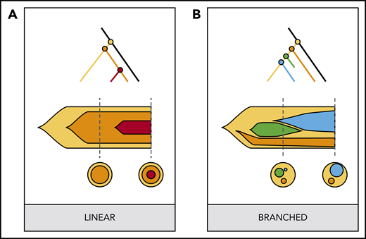 Clonal architecture can follow 2 types of organization: linear and branched evolution. (A) Linear evolution refers to a Russian doll-like organization where each new clone occurs inside the previous one. Thus, each new clone inherits all of the previous mutations. (B) Branched evolution refers to parallel evolution of different clones. These 2 clonal architectures can be represented in various ways, including phylogenetic trees that reconstruct the occurrence of mutations through time (top), fishplots that, in addition, represent the growth of each new clone through time (middle), or slices that capture the clonal architecture similarly to the fishplot but at a particular time point (bottom).