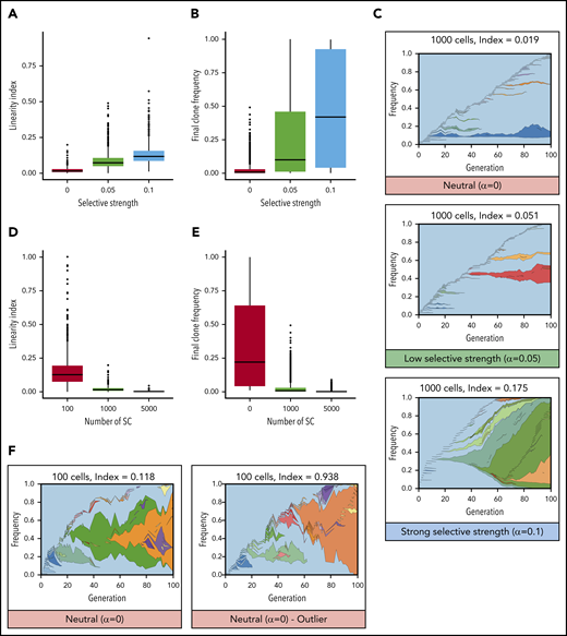 Mathematical modeling of clonal evolution illustrates that linear evolution requires natural selection to occur in large populations but can occur through drift in small populations. (A-C) Simulations of a Moran model with 1000 cells and with increasing selective strength (increasing probability to self-renew upon acquisition of a mutation, α). When α = 0, evolution is neutral, and all cells have equal probability to self-renew whether mutant or not. When α > 0, mutated cells have an increased probability to expand (ie, mutations increase their fitness). (A) Linearity indices at t = 100 for selective strengths α = 0, α = 0.05, and α = 0.1. (B) Final clone frequency for all remaining clones across all simulations at t = 100 for selective strengths α = 0, α = 0.05, and α = 0.1. (C) Representative examples of clonal evolution in these simulations. The text above indicates the numbers of cells remaining and the linearity index at the end of the simulation. (D-F) Simulations with neutral evolution (α = 0) for 100, 1000, and 5000 SCs. (D) Linearity indices at t =100 for 100, 1000, and 5000 SCs. (E) Final clone frequency for all remaining clones across all simulations at t = 100 for 100, 1000, and 5000 SCs. (F) Representative example of clonal evolution for 100 cells, and 1 example of an outlier with a high linearity index.