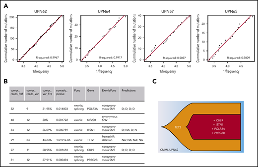 Neutral evolution in a CMML patient with linear evolution. (A) Inverse mutation allele frequency vs cumulative number of mutations from CMML patient tumors from Merlevede et al.21 The R2 value was computed as in Johnson et al,11 filtering mutations outside of the frequency range of 0.12 to 0.3. R2 > 0.98 was taken as samples compatible with neutral evolution and displayed. (B) Table listing exonic mutations of patient UPN62. This information was extracted from Merlevede et al,21 which reports results from whole-genome sequencing of 17 CMML patients. The final column states the impact of the mutation as predicted by Merlevede et al.21 (C) Fishplot representing the clonal architecture of the patient with the putative driver mutations (TET2 mutations are present in ∼60% of CMML patients, and mutations in PRRC2B have recently been identified as recurrent in CMML patients21). Drawn in R using the fishplot library.99,100 D, damaging mutation; N, neutral mutation; NA, not available.