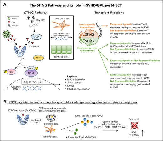 The STING pathway in NH and HCs: prospective contribution to transplant outcome. (A) Left: As a result of transplantation-related damage, dsDNA from host cells (eg, dendritic cells, epithelial cells) or viruses induce cyclic dinucleotide (CDN) production by cGAS which bind to and activate STING. Bacterial CDNs can also activate STING directly. Downstream of STING signaling, activation of IRF3 and NF-κB induce the production of cytokines, which regulate immune activation and reparative processes such as epithelial regeneration. Right: STING activation in the NH or hematopoietic compartments during SOT could increase T-cell responses against donor grafts. STING activation in the NH compartment during allo-HSCT increases aGVHD in MHC-matched transplant recipients; however, expression of STING in this compartment decreases aGVHD in MHC-mismatched transplant recipients. The potential role of STING in auto-HSCT is unclear. Promotion of epithelial repair in the GI tract and/or increased anti-pathogen T-cell responses could diminish recipient transplant-related mortality (TRM). Alternatively, increased cytokine production as a result of conditioning could elevate recipient TRM. (B) STING-targeted agents (see Table 1) can be combined with tumor vaccination and checkpoint blockade to promote tumor-specific responses without exacerbating GVHD. Application of this strategy could be combined with prophylactic GVHD regimens involving posttransplant cyclophosphamide to reduce potential exacerbation of donor antihost alloreactivity in addition to direct cytotoxic effects on the tumor. EBV, Epstein-Barr virus.
