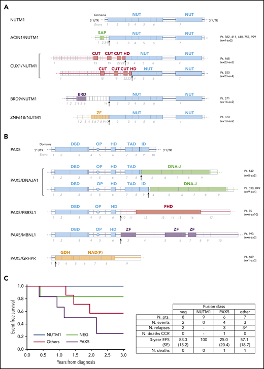 Genomics and outcome of infant patients with MLL-G BCP-ALL. Schematic representation of NUTM1 (A) and PAX5 (B) fusion genes identified in infant patients with MLL-G B-ALL compared with the respective wild-type genes. For each gene, exons and relevant protein domains are indicated at the bottom and top, respectively. Arrows indicate the fusion breakpoints. (C) EFS according to the class of fusion transcript detected in 30 infant patients with MLL-G BCP-ALL. The negative (NEG; no fusion gene detected) curve does not depict 1 relapse (testis) that occurred at 3.1 years. Table reports the details of patients and events. ^Relapses occurred in: TCF3 class (n = 1; died after relapse), ABL class (n = 1), and CRLF2 class (n = 1). BRD, bromodomain; CUT, CUT DNA binding motif; DBD, DNA binding domain; DNA-J, DNA-J peptide binding; FHD, fibrosin homology domain; GDH, glycerate dehydrogenase catalytic domain; HD, homeodomain; ID, inhibitory domain; NAD(P), NAD(P) binding domain; NUT, NUT domain; NUTM1, NUTM1 class fusions; other, other fusions; PAX5, PAX5 fusions; OP, octapepdtie domain; SAP, SAP motif; TAD, transactivation domain; ZF, zinc finger.