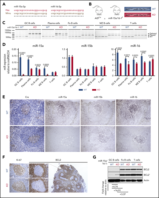 AIDCre-mediated deletion of the miR-15a/16-1 cluster in murine lymphoid cells. (A) Alignment of human and mouse miR-15a-5p and miR-16-5p sequences. (B) Schematic of the strategy used to generate mice with miR-15a/16-1 deletion during B-cell activation. (C) miR-15a/16-1 cluster deletion assessed by PCR in indicated FACS-sorted lymphocyte subpopulations from WT (n = 4) and KO (n = 4) mice. WT locus, 558 bp (bottom band); loxP flanked miR-15a/16-1 cluster, 650 bp (middle band); deleted miR-15a/16-1 cluster, 850 bp (top band). (D) miR-15a, miR-15b, and miR-16 expression in FACS-sorted lymphocyte subpopulations from WT and KO mice, determined by RT-qPCR relative to snoRNA234. Error bars represent standard deviations of 3 independent replicates in a representative experiment. P values were calculated by using the unpaired Student t test. (E) Cre (IHC, brown; counterstain, blue) and miR-15a, miR-15b, and miR-16 expression (ISH, dark purple) in spleen sections of 12-week-old WT and KO mice. One representative example of secondary follicle for each genotype is shown. GCs are highlighted by dotted lines; scale bar, 100 μm. ISH sections were not counterstained to facilitate interpretation (see also supplemental Figure 3A-B). (F) IHC (brown; counterstain, blue) analysis of BCL2 and Ki-67 expression in splenic GCs from mice with indicated genotypes. The BCL2 staining of spleen section from a WT mouse is shown at lower magnification to depict the general pattern of BCL2 expression in murine lymphoid tissue. Note high BCL2 abundance in T cells surrounding periarteriolar sheaths (PS), MZ B cells, and Fo B cells in white pulp (WP) areas, as well as considerably lower BCL2 expression within GCs and red pulp (RP) areas. Scale bar, 50 μm. (G) BCL2 expression in indicated lymphocyte subpopulations from WT and KO mice immunized with SRBCs assessed by immunoblotting. Quantitative differences in protein expression level based on densitometric analysis were normalized to actin and are shown below the blots. Apostrophe indicates longer times of film exposure to exhibit relative differences in protein abundance. Unrelated bands were cut from the immunoblots (dotted line).