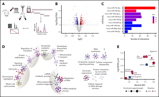 Proteomic changes induced by loss of the miR-15a/16-1 cluster in GC B cells. (A) Schematic design of the proteomic analysis. GC B cells were flow sorted from WT (n = 5) and KO (n = 5) mice 10 days after immunized with SRBCs. Extracted proteins were trypsinized and subjected to tandem mass tag–based liquid chromatography coupled with tandem MS, followed by in silico analyses. (B) Differentially expressed proteins between WT and KO mice at FDR < 0.1. Proteins upregulated in KO compared with WT mice are indicated in red; downregulated in blue. (C) miR target enrichment in proteins upregulated in GC B cells from KO compared with WT mice determined using MIENTURNET. Color scale represents FDR value. For simplicity, miR family names were abbreviated. (D) Network of enriched pathways and processes in proteins differentially expressed between GC B cells from KO and WT mice using Metascape. Each node represents an enriched term and is colored by functional category. (E) GSEA of "Hallmark" gene sets in proteomes of GC B cells from KO compared with WT mice. Bubble size represents enrichment signal strength calculated as the GSEA leading edge signal. Gene sets enriched in KO and WT cells are shown in red and blue, respectively. EMT, epithelial-mesenchymal transition; IFN, interferon; logFC, log fold change; ncRNA, noncoding RNA; NES, normalized enrichment score; OxPhos, oxidative phosphorylation; tRNA, transfer RNA.