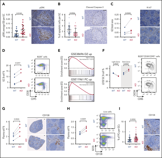 Functional and developmental alterations caused by miR-15a/16-1 KO in mature B cells. (A) pERK cell staining intensity per GC in spleens of WT (n = 15) and KO (n = 17) mice immunized with SRBCs identified by IHC. Graphs depict the mean plus or minus standard deviation (SD) (left). Measurements were made with HALO image analysis software. P value was calculated using the unpaired Student t test. Representative pictures are shown on the right (IHC, brown; counterstain, blue); GCs are highlighted by dotted lines. Scale bar, 50 µm. (B) Percentage of apoptotic cells per GC in spleens of WT (n = 41) and KO (n = 40) mice immunized with SRBC identified by cleaved caspase-3 IHC. Graphs depict the mean plus or minus SD (left). Measurements were made with inForm cell analysis software. P value was calculated using the unpaired Student t test. Representative pictures are shown on the right (IHC, brown; counterstain, blue); GCs are highlighted by dotted lines. Scale bar, 50 µm. (C) Area of GCs in spleens of WT (n = 4) and KO (n = 4) mice immunized with SRBCs identified by Ki-67 IHC. Graphs depict areas in paired littermate samples analyzed in parallel (left). Measurements were made with HALO Image Analysis software. P value was calculated using the ratio paired Student t test. Representative pictures are shown on the right (IHC, brown; counterstain, blue); GCs are highlighted by dotted lines. Scale bar, 300 µm. (D) Percentage of GC B cells in spleens of WT (n = 4) and KO (n = 4) mice immunized with SRBCs determined using flow cytometry. Graphs depict percentages in paired littermate samples analyzed in parallel (left). P value was calculated using the ratio paired Student t test. Representative dot plots are shown on the right. (E) GSEA analysis of signatures upregulated in DZ compared with LZ GC B cells from GSE38696 (top) and PCs compared with GC B cells from GSE11961 (bottom) in proteomes of GC B cells from KO vs WT mice. (F) Percentage of LZ and DZ GC B cells in spleens of WT (n = 3) and KO (n = 3) mice immunized with SRBCs determined using flow cytometry. Graphs depict percentages in paired littermate samples analyzed in parallel (left). P values were calculated using the ratio paired Student t test. Representative density plots are shown on the right. (G) Percentage of PCs in spleens of WT (n = 4) and KO (n = 4) mice immunized with SRBCs identified by CD138 IHC. Graphs depict percentages in paired littermate samples analyzed in parallel (left). Measurements were made with HALO image analysis software. P value was calculated using the ratio paired Student t test. Representative pictures are shown on the right (IHC, brown; counterstain, blue). Scale bar, 250 µm. (H) Percentage of PCs in spleens of WT (n = 4) and KO (n = 4) mice immunized with SRBC determined using flow cytometry. Graphs depict percentages in paired littermate samples analyzed in parallel (left). P value was calculated using the ratio paired Student t test. Representative dot plots are shown on the right. (I) Percentage of PCs per GC in spleens of WT (n = 4) and KO (n = 4) mice immunized with SRBCs identified by CD138 IHC. Graphs depict the mean plus or minus SD (left). Measurements were made with HALO image analysis software. P value was calculated using the unpaired Student t test Representative pictures are shown on the right (IHC, brown; counterstain, blue); GCs are highlighted by dotted lines. Scale bar, 100 µm. ES, enrichment score; OD, optical density; pERK, phosphorylated ERK.