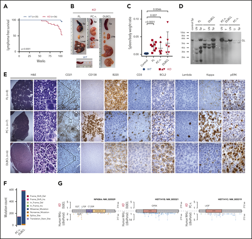 Development of PC neoplasm and lymphoma phenotype in aged KO mice. (A) Kaplan-Meier plots illustrating lymphoma-free survival for aging cohorts of WT (n = 35) and KO (n = 36) mice. P value was calculated by using the log-rank test. (B) Representative images of spleens (Sp), LNs, and liver from an age-matched WT healthy control mouse and 1 each with the indicated lymphoma phenotype from KO mice. Note enlarged spleen and LNs, and tumor nodules in the liver (white arrowheads) of KO mice. (C) Comparison of spleen/body weight ratios between age-matched WT healthy controls (blue) and KO (red) mice with the indicated lymphoma phenotypes. P values were calculated by using the unpaired Student t test. (D) Clonality evaluated by Southern blot analysis of the IgH gene in DNA isolated from LNs, spleen (Sp), main tumor mass (T), or liver (Li) from KO mice with the indicated phenotypes. The nonrearranged germ line (GL) band (dashed gray line) and 1 to 3 clonally rearranged bands per mouse were identified (arrowheads). (E) Histologic and IHC stains of indicated markers on serial consecutive LN sections from representative KO mice with the indicated lymphoma phenotype. Hematoxylin-and-eosin (H&E) stain. Scale bars: yellow, 100 µm; white, 20 µm. (F) Number of SNVs and indels in the PC neoplasm and DLBCL from KO mice determined using WES. Colors represent mutation types. (G) Location of mutations in exemplary affected proteins in mouse DLBCL and PC neoplasm as well as human non-Hodgkin lymphomas (NHL). Colors represent mutation types as in panel F.