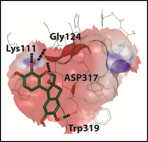 In silico docking of hematoxylin onto the glycan binding domain of CALR.9 See Figure 2B in the article by Jia et al that begins on page 1920.