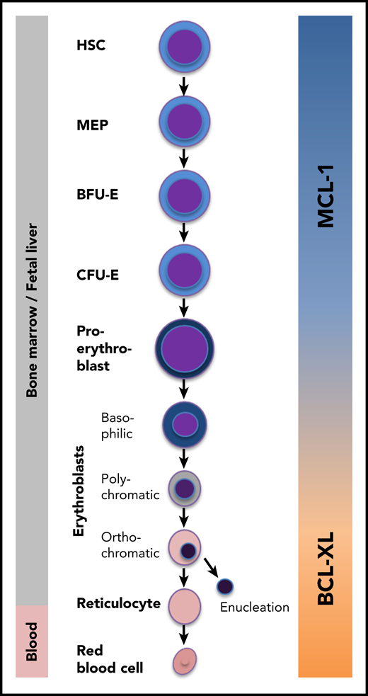 The MCL-1/BCL-XL switch during erythropoiesis. In the bone marrow, hematopoietic stem cells (HSCs) differentiate into red blood cells via multiple successive differentiation stages. Immature stem and progenitor cells and early erythroid progenitors specifically require MCL-1 for survival. During later stages, BCL-XL takes over this function. MEP, megakaryocyte-erythroid progenitor.