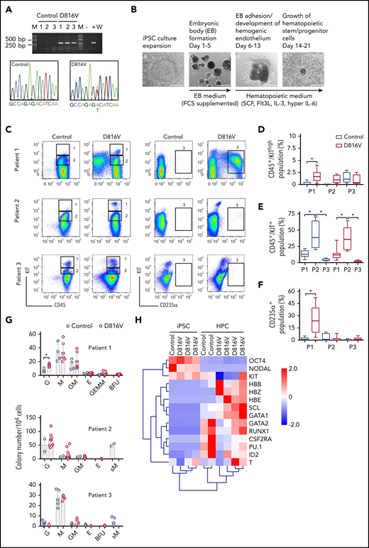 Hematopoietic differentiation of patient-specific KIT D816V iPSCs. (A) KIT D816V mutation in iPSCs by allele-specific PCR (upper panel). KIT D816V mutation in iPSCs by Sanger sequencing (lower panels). Control 1-3, iPSCs without mutation; D816V 1-3, iPSCs with mutation; M, molecular weight marker; W, water control; -, HMC-1.1 cell line; +, HMC-1.2 cell line. (B) Hematopoietic differentiation protocol. EBs were formed from iPSCs (Ba-b) and differentiated toward the hematopoietic lineage (Bc-d). Scale bars, 500 μm. (C) Representative flow cytometry analysis of KIT D816V and control iPSC-derived hematopoietic cells from patients 1 through 3. The plots represent synchronized hematopoietic-differentiation experiments and show patient-specific phenotypes. Gates 1, 2, and 3 are for CD45+/KIThigh, CD45+/KIT+, and CD235α+ cells, respectively. (D) Quantification of CD45+/KIThigh populations for KIT D816V and control iPSC-derived cells from all 3 patients (P1, P2, and P3). Flow cytometry was performed between days 15 and 31 of hematopoietic differentiation (n = 4-21). *P < .0001. (E) Quantification of CD45+/KIT+ populations by flow cytometry, as in (D), between days 15 and 49 of differentiation (n = 4-30). *P ≤ .0003. (F) Quantification of CD235α+ population by flow cytometry, as in (D), between days 15 and 49 of differentiation (n = 4-30). *P < .0001. (G) CFU assay for KIT D816V and control iPSC-derived hematopoietic cells. Colony numbers and phenotype were evaluated 14 days after seeding. Bars indicate average colony numbers ± standard deviation of ≥3 independent experiments, with the exception of patient 2 control iPSCs (n = 2). *P = .02. (H) Quantitative RT-PCR data for patient 1–derived KIT D816V and control iPSCs and corresponding HPCs. Results are from 2 and 4 independent hematopoietic-differentiation experiments for control and KIT D816V HPCs, respectively. Gene expression values were subjected to bidirectional hierarchical clustering and are shown in heat map format (red and blue represent high and low gene expression, respectively). Statistical analysis was performed with Welch’s t test.