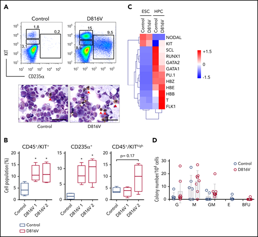 KIT D816V ESCs recapitulate the KIThighand erythroid phenotype of patient KIT D816V iPSCs. (A) Flow cytometry analysis of KIT D816V and control ESC-derived hematopoietic cells 11 days after CD34+ MACS selection (upper panels). Prominent CD235α+ and CD45+/KIThigh populations are observed in KIT D816V ESC–derived cells. Cytospin preparations of the same samples show nucleated erythrocytes (red arrowheads) (lower panels). Scale bars, 50 μm. (B) Quantification of hematopoietic cell populations (n = 4) derived from KIT D816V clone 1 and D816V clone 2 ESCs and control ESCs. KIT D816V ESCs show prominent CD45+/KIT+ and CD235+ populations. The CD45+/KIThigh MC populations were not statistically significant different for KIT D816V and control. (C) Quantitative RT-PCR data for KIT D816V and control ESCs and corresponding HPCs 11 days after CD34+ enrichment by MACS. Gene expression values were subjected to bidirectional clustering and are shown in heat map format (red and blue, high and low gene expression, respectively). (D) CFU assay for hematopoietic cells obtained from KIT D816V and control ESCs. Bars show mean ± standard deviation of 3 independent experiments. *P < .05, Welch’s t test. G, granulocyte; GM, granulocyte, macrophage; M, macrophage.