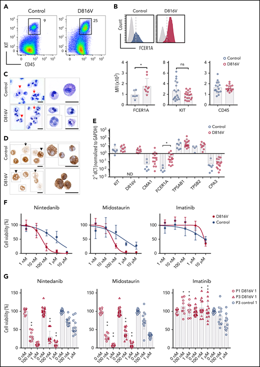 Nintedanib targets KIT D816V MCs. (A) Flow cytometry analysis of KIT D816V and control iPSC-derived CD45+/KIThigh MCs at >30 days of differentiation (patient 1). (B) KIT D816V MCs (red) show higher expression of FCER1A compared with control cells (blue) (upper panel; dashed line is shown as a reference). Mean fluorescence intensity (MFI) of FCER1A (n = 6-9), KIT (n = 18-19), and CD45 (n = 15-17) on KIT D816V MCs and controls (lower panels) * P = .017, Welch’s t test. (C) Representative composite images of acidic toluidine blue–stained cytospins (left panels) or smears (right panels) of FACS-sorted KIT D816V and control MCs (image assembly indicated by dotted lines). Homogenous population of multilobulated promastocytes with (arrowheads) or without (arrows) metachromatic granules were observed. Scale bars, 25 μm. (D) Same as in (C), but stained for tryptase. Cells with high (arrowheads) and low (arrows) number of tryptase-positive granules were observed. Scale bars, 25 μm. For full representative images of (C) and (D) see supplemental Figure 18. (E) Quantitative RT-PCR analysis for KIT D816V and control FACS-sorted MCs (n = 9-15 and n = 3-7, respectively). mRNA expression of MC-specific chymase 1 (CMA1), tryptase α/β 1 (TPSAB1), tryptase β2 (TPSB2), carboxypeptidase A3 (CPA3), FCER1A, and KIT is depicted. KIT D816V MCs show higher FCER1A mRNA expression compared with unmutated KIT cells. *P = .014, Welch’s t test. (F) Drug response curves of FACS-sorted KIT D816V and control MCs (n = 5 and n = 4, respectively, derived from 2 KIT D816V iPSC lines and 1 control iPSC line) treated with nintedanib, midostaurin, or imatinib. Nintedanib IC50 values were 34 and 633 nM for KIT D816V and control cells, respectively. Midostaurin IC50 values were 48 and 570 nM for KIT D816V and control cells, respectively. (G) Averaged drug response ± standard deviation of KIT D816V and control iPSC–derived FACS sorted MCs (n = 9-15 and n = 12, respectively) treated with 100 nM or 1 μM nintedanib, midostaurin, or imatinib. *P = .02, **P ≤ .0006, drug responses of KIT D816V vs control MCs at the same drug concentration, Welch’s t test. ns, not significant.