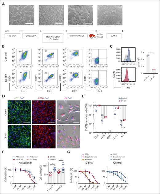 Evaluation of nintedanib activity on iPSC-derived endothelial cells. (A) Endothelial differentiation for KIT D816V or control iPSCs. Representative phase-contrast microscopy images of days 1, 7, 11, and 14 are shown. Scale bars, 500 μm. (B) KIT D816V and control iPSC–derived endothelial cells express CD34, CD31, CD105, and CD144 endothelial markers but lack CD45 and CD43 expression. (C) KIT D816V endothelial cells (red) have lower surface KIT receptor expression compared with control cells (blue), as shown by representative graphs; isotype control is shown in gray (n = 3) *P = .0005. (D) Immunofluorescence staining of KIT D816V and control endothelial cells showed homogenous surface expression of CD31 (left panels) and CD144 (middle panels). Cells effectively absorbed Dil-conjugated acetylated LDL (right panels). Nuclei were stained with 4′,6-diamidino-2-phenylindole (DAPI; blue). Scale bars, 100 μm. (E) Quantitative RT-PCR data show similar expression of CD31, CD34, and CD144 in KIT D816V and control endothelial cells. KIT mRNA expression was slightly higher in mutated cells (n= 4-5). *P = .03. (F) KIT D816V and control endothelial cells derived from patients 1 and 3 iPSCs showed similar nintedanib response curves (left panel; n = 2-3). Patient 1 (P1), IC50D816V = 1632 nM and IC50control = 7003 nM; patient 3 (P3), IC50D816V = 2073 nM and IC50control=3803 nM). KIT D816V endothelial cells were more affected by 1 µM nintedanib treatment than were unmutated cells (right panel; n = 3-4). *P < .01, Welch’s t test. (G) Comparison of drug response curves obtained for KIT D816V (left panel) or control (right panel) endothelial cells (n = 2-3), HPCs (from Figure 3), and MCs (from Figure 4) treated with nintedanib (1 nM to 10 µM). ND, not detected.