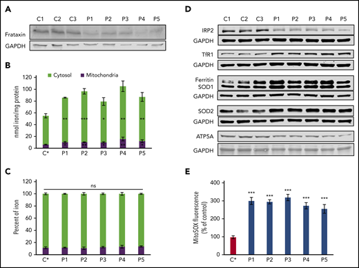 Iron dysregulation in FRDA fibroblasts. (A) Immunoblot of frataxin in fibroblasts of 5 FRDA patients (P1-P5) and 3 controls (C1-C3) grown in regular medium. Glyceraldehyde-3-phosphate dehydrogenase (GAPDH) was used as a loading control. (B) Iron quantification using the ferrozine-based colorimetric assay in subcellular fractions of control (C* indicates mean of 3 controls) and FRDA (P1-P5) cells grown in regular medium. (C) Relative cytosolic and mitochondrial iron content in controls (C*) and FRDA cells (P1-P5). (D) Immunoblot of several proteins involved in iron homeostasis, ROS defense, and mitochondrial function in control (C1-C3) and FRDA (P1-P5) fibroblasts grown in regular medium. GAPDH was used as a loading control. (E) Quantification of mitochondrial ROS using MitoSOX Red and flow cytometry for control (C*) and FRDA (P1-P5) fibroblasts in regular medium. Data expressed as percentages of MitoSOX+ cells relative to control value. All bar plots show mean ± standard error (n = 3). Student t tests were used to compare patients’ values with control mean. Immunoblotting quantifications are presented in supplemental Figure 1. *P < .05, **P < .01, ***P < .001. ns, nonsignificant.