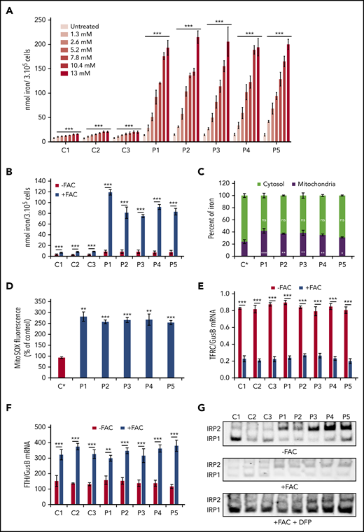 Iron accumulation and posttranscriptional regulation. (A) Iron quantification using the ferrozine-based colorimetric assay in control (C1-C3) and FRDA (P1-P5) fibroblasts grown with increasing concentrations of holo-Tf (1.3-13 mM) for 72 hours. (B) Iron quantification for whole cellular extracts of control (C1-C3) and FRDA (P1-P5) fibroblasts grown in FBS-free DMEM medium under low- (FAC−) or high-iron (100 µM of FAC; FAC+) conditions for 72 hours. (C) Relative cytosolic and mitochondrial iron content in control (C*) and FRDA (P1-P5) fibroblasts grown in FBS-free DMEM with 100 µM of FAC for 72 hours. (D) Quantification of mitochondrial ROS by MitoSOX Red staining in control (C*) and FRDA (P1-P5) fibroblasts grown for 72 hours in high-iron medium (100 µM of FAC). (E-F) Posttranscriptional regulation of iron homeostasis in control (C1-C3) and FRDA (P1-P5) fibroblasts grown in FBS-free DMEM under low- (FAC−) or high-iron (FAC+) conditions. TfR1 (TFRC) (E) and ferritin (FTH) (F) messenger RNAs (mRNAs) were quantified by droplet digital polymerase chain reaction and expressed as ratios to GUSB mRNA. (G) IRP1- and IRP2-IRE binding activity determined by EMSA in low- (FAC−) or high-iron (FAC+) condition with or without deferiprone (DFP; 100 µM) using cytosolic extracts from control (C1-C3) and FRDA (P1-P5) cells. Exposure was 300 seconds for the 3 conditions. Equal amounts of fibroblast protein extracts (20 µg) were assayed. Supplemental Figure 2B-C shows evidence for identification of the 2 bands and immunoblotting quantifications. All bar plots show mean ± standard error (n = 3). Multiple Student t tests (A-D) and 2-way analyses of variance (E-F) were used to compare untreated with treated values. *P < .05, **P < .01, ***P < .001. ns, nonsignificant.