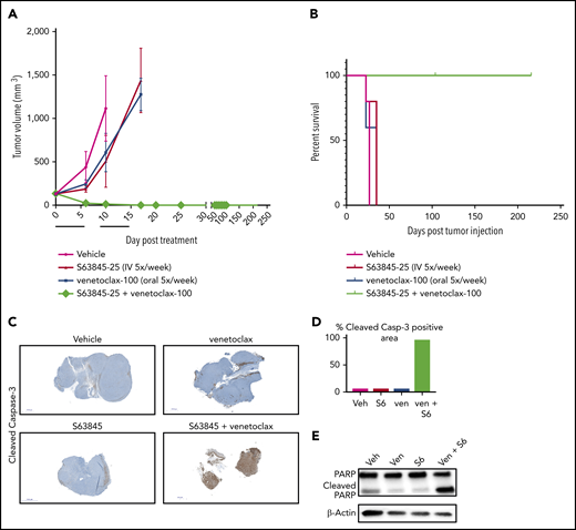 S63845 and venetoclax synergize in vivo and activate apoptosis. (A) DLBCL cell line SU-DHL-6 was xenografted subcutaneously into NSG female mice. After 10 days, mice were randomly assigned into comparable groups (5 mice each) and treated with vehicle (Veh), venetoclax (Ven) (100 mg/kg orally 5 times per week), S63845 (25 mg/kg IV 5 times per week), and a combination of venetoclax (100 mg/kg orally 5 times per week) and S63845 (25 mg/kg IV 5 times per week) for 2 weeks (indicated by black line). Tumor volumes are represented as means; error bars represent SD. (B) Kaplan-Meier survival curve (survival percentage) of tumor-bearing mice treated as specified in panel A. (C) Immunohistochemistry (IHC) images at original magnification ×40 of mouse tumors from SU-DHL-6 xenografts exposed to different treatment groups described in panel A stained for cleaved caspase-3. (D) Quantification of cleaved caspase-3–positive cells in IHC images of mouse tumors in panel C. (E) Western blot analysis of protein derived from tumors to assess the effects of different drug treatments indicated in panel A. In vivo protein levels of poly (ADP-ribose) polymerase (PARP) and cleaved PARP were assessed on day 5 of treatment. β-Actin was used as a loading control.
