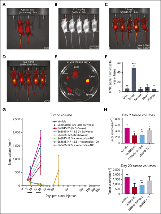Antitumor efficacy of S63845 as free drug and encapsulated into nanoparticles. (A-E) In vivo fluorescent images acquired via IVIS in vivo imaging technology 24 hours after drug administration. (A) Control mouse treated with S63845-NP. Because these mice lacked tumors, there was ubiquitous distribution of S63845-NP. (B) S63845 was administered but no fluorescence was observed. (C) S63845 nanoparticles were administered. Note the localization of nanoparticles to the tumor. Lack of fur, such as in the ears and tail, also shows high fluorescence. (D) In vivo images 48 hours after administration of S63845 nanoparticles. (E) Ex vivo images of tumor, heart, kidney, spleen, and liver on the day the mice were euthanized (day 24). Nanoparticles were administered 3 times per week for 2 weeks until 24 hours before the day the mice were euthanized (day 24). Note the specific localization of the nanoparticles to the tumor. (F) Nanoparticle biodistribution in organs and tumor, calculated from ex vivo fluorescence images shown in panel E as total fluorescence efficiency divided by tissue area (n = 2) (error bars represent SD). Statistical significance relative to vehicle was calculated by a Mann-Whitney U test. (G) DLBCL cells from the SU-DHL-6 cell line were xenografted subcutaneously into NSG female mice. After 6 days, mice were randomly assigned to comparable groups (4 or 5 mice each) and treated with vehicle, venetoclax (100 mg/kg orally 5 times per week), S63845 (25 mg/kg IV 5 times per week), S63845-NP (12.5 mg/kg IV 3 times per week), S63845 (12.5 mg/kg IV 3 times per week), combinations of venetoclax (100 mg/kg orally 5 times per week) and S63845 (25 mg/kg IV 5 times per week), S63845-NP (12.5 mg/kg IV 3 times per week) and S63845 (12.5 mg/kg IV 3 times per week) for 2 weeks (indicated by black line). Tumor volumes are represented as means; error bars represent SD. (H) Dot plots comparing tumor sizes on day 9 and 20 after of S63845 single-agent was injected into tumors in various treatment groups: S63845 (25 mg/kg IV 5 times per week), S63845-NP (12.5 mg/kg IV 3 times per week), and S63845 (12.5 mg/kg IV 3 times per week). Tumor volumes are represented as mean ± SD. Statistical significance relative to vehicle was calculated with a 2-way ANOVA. ***P < .001; **P < .01; *P < .05.
