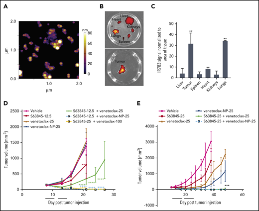 Antitumor efficacy of venetoclax as free drug and encapsulated into nanoparticles. (A) Representative atomic force microscopy images of venetoclax-NP. Size of the nanoparticles is depicted in a colorimetric scale from yellow (80 nm) to dark purple (0 nm). (B) Ex vivo images of tumor (SU-DHL-6), heart, kidney, spleen, and liver on day 14 from a mouse that had venetoclax nanoparticles administered. Note the specific localization of the nanoparticles to tissues (tumor and the lungs) that express P-selectin. (C) Quantification of nanoparticle biodistribution in organs and tumor (SU-DHL-6), calculated from ex vivo fluorescence images shown in panel C as total fluorescence efficiency divided by tissue area (n = 2) (error bars represent SD). Statistical significance relative to vehicle was calculated by a Mann-Whitney U test. (D) DLBCL SU-DHL-6 cells were xenografted subcutaneously into NSG female mice. After 8 days, mice were randomly assigned into comparable groups (5 mice each) and were treated with vehicle, S63845 (12.5 mg/kg IV 3 times per week), venetoclax (25 mg/kg orally 3 times per week), venetoclax-NP (25 mg/kg IV 3 times per week), combinations of S63845 (12.5 mg/kg IV 3 times per week) and venetoclax (25 mg/kg orally 3 times per week) and venetoclax-NP (25 mg/kg orally 3 times per week), and venetoclax (100 mg/kg orally 5 times per week) and S63845 (25 mg/kg IV 5 times per week) for 2 weeks (indicated by black line). (E) DLBCL U-2973 cells were xenografted subcutaneously into NSG female mice. After 10 days, mice were randomly assigned into comparable groups (5 mice each) and treated with vehicle, S63845 (25 mg/kg IV 3 times per week), venetoclax (25 mg/kg orally 5 times per week), IR-783 and venetoclax-NP (25 mg/kg IV 3 times per week), combinations of S63845 (25 mg/kg IV 3 times per week) and venetoclax (25 mg/kg orally 5 times per week), and a combination of IR-783 and venetoclax-NP (25 mg/kg orally 3 times per week) and S63845 (25 mg/kg IV 3 times per week) for 2 weeks (indicated by black line). Tumor volumes are represented as means; error bars represent SD. Statistical difference between tumor group and vehicle at each time point is calculated by 2-way ANOVA. ****P < .0001; ***P < .001; **P < .01.