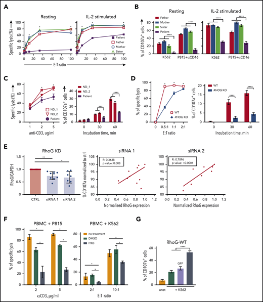 RhoG deficiency impairs NK and CD8+ T-cell cytotoxicity. (A) Target cell killing by primary NK cells from patient and healthy relatives upon coculture with K562 target cells. (B) Degranulation by primary NK cells from patient and healthy relatives assessed by CD107a surface exposure. (C) Target cell killing and degranulation in expanded CD8+ T cells from patient and normal donors upon coculture with P815 target cells coated with anti-CD3 mAb. (D) Killing and degranulation by NK-92 WT and RHOG KO cells upon coculture with K562 target cells for 24 hours. (E) siRNA-mediated RHOG KD in CD8+ T cells of healthy individuals. The efficiency of 2 siRNAs (#1 and #2) targeting RHOG compared with the control siRNA was calculated as a ratio between RhoG and glyceraldehyde-3-phosphate dehydrogenase (GAPDH) protein levels (left). The effect of RHOG KD using 2 different siRNAs on degranulation of normal donor-derived CD8+ T cells shown as correlation between RhoG protein levels and degranulation efficiency (middle and right). (F) Effect of ITX3, an inhibitor of Trio-dependent RhoG activation, on killing capacity of primary T and NK cells. ND peripheral blood mononuclear cells (PBMC) were preincubated with ITX3 for 1 hour before the addition of target cells. Anti-CD3 monoclonal Ab-coated P815, and K562 cells were used to trigger T- and NK-cell cytotoxicity, respectively. (G) Degranulation assay showing reconstitution of impaired cytotoxic granules release in RHOG KO NK-92 cells upon transfection with plasmids encoding WT RHOG or GFP. All data are presented as the mean ± standard error of the mean (SEM). P values were calculated using a multiple Student t test and 2-way analysis of variance. *P < .05; **P < .01; ***P < .001; *****P < .0001.
