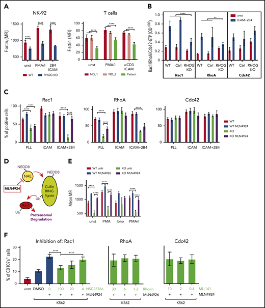RhoG controls F-actin through modulation of Rac1 activity. (A) Graphs comparing F-actin intensity (phalloidin staining) in WT and RhoG-deficient NK-92 (left) and patient-derived T cells (right). (B) Histogram showing activation of Rac1, RhoA, and Cdc42 in WT and RHOG KO NK-92 cells upon stimulation. Activation of GTPases was measured using G-LISA assay (Cytoskeleton, Inc). (C) Histogram comparing activation of Rac1, RhoA, and Cdc42 in WT and RHOG KO NK-92 cells upon treatment with MLN4924. (D) Scheme demonstrating the mechanism of action for the top hit MLN4924 identified in pharmacological screening experiment. (E) Graph showing F-actin intensity in WT and RhoG-deficient NK-92 cells without, and after 16 hours of treatment with MLN4924. (F) Histogram demonstrating the effect of Rac1, RhoA, and Cdc42 inhibitors on degranulation in MLN4924-treated RHOG KO NK-92 cells. ICAM, human recombinant ICAM-1 Fc chimera; PLL, poly-L lysine. Data shown as mean ± SEM. P values were calculated using a multiple Student t test. **P < .01; *****P < .0001.