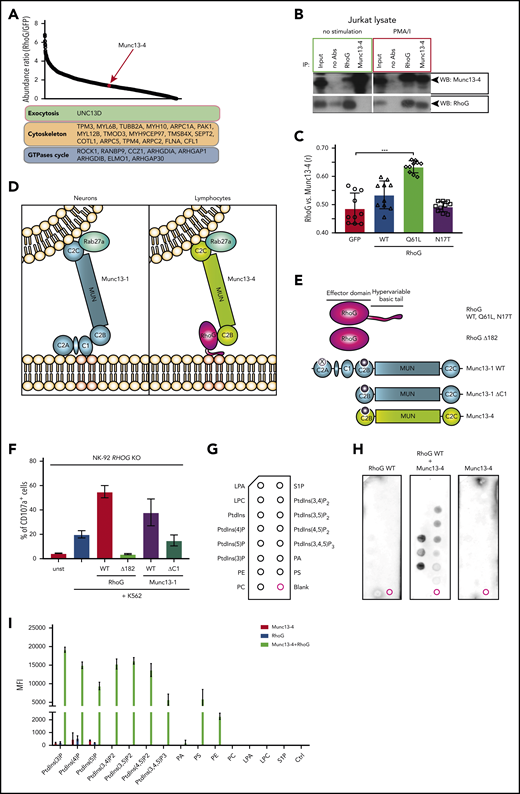 RhoG facilitates CG docking through interaction with Munc13-4 and cooperative binding to plasma membrane lipids. (A) Affinity purification of STREP-HA-tagged RhoG protein complexes identified novel interacting protein partners of RhoG, including Munc13-4. (B) Coimmunoprecipitation of endogenous RhoG with Munc13-4 from a lysate of unstimulated or phorbol 12-myristate 13-acetate + ionomycin (PMA/I)-stimulated Jurkat cells. (C) Quantification of colocalization of RhoG and Munc13-4 in Jurkat cells (representative microscopy images are shown in supplemental Figure 4F). (D) A proposed model of RhoG-mediated exocytosis specific for human lymphocytes. (E) RHOG and UNC13D constructs used in reconstitution experiments and lipid-binding assay. (F) Graph demonstrating reconstitution of degranulation in RHOG KO NK-92 cells with constructs encoding WT and truncated (Δ182) RhoG, WT, and truncated (ΔC1) Munc13-1. (G) Scheme of PIP-strip membrane depicting spots of lipid species. (H) PIP-strip assay with recombinant WT RhoG protein alone or in a mixture with purified Munc13-4, showing binding pattern to the lipids indicated in panel G. (I) Quantification of PIP-strip assay results, showing a lipid-binding pattern of recombinant proteins.