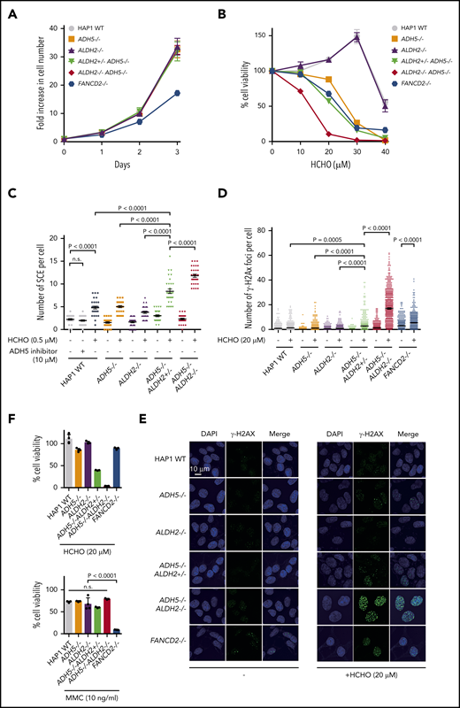 Formaldehyde-induced SCE levels in cells with defective ADH5 and ALDH2 activities. (A-B) Growth curves (A) and formaldehyde (HCHO) sensitivities (B) of KO HAP1 cell lines with the indicated genotypes. Mean ± standard deviation (SD) in triplicate cultures are shown. (C) SCE levels in HAP1 cells with the indicated genotypes. The points represent the number of SCE events per metaphase, and mean ± standard error of the mean (SEM) are indicated. (D) Quantification of γH2AX foci per cell. The points represent the number of foci per nucleus. Mean ± SEM (n = 500) is shown for each condition. (E) Representative images show spontaneous and formaldehyde (HCHO)-induced formation of γH2AX foci in HAP1 cells. (F) Cell viability was quantified following formaldehyde (HCHO) or MMC treatment (48 hours). Mean ± SD in a quadruplicate experiment are shown. The P values were calculated using 1-way ANOVA with Tukey’s multiple-comparisons test. n.s., not significant.