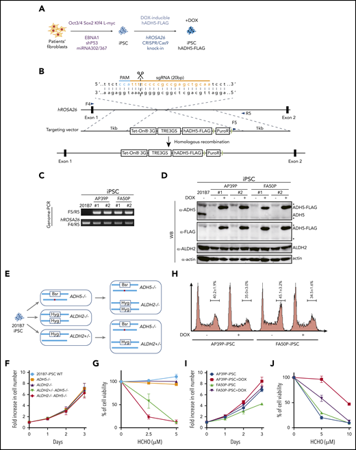 Generation and analysis of disease model iPSCs. (A-B) Schematic diagram depicting the generation of patient-derived iPSCs by reprogramming (A) followed by the introduction of the DOX-inducible hADH5 expression vector into the hROSA26 locus by genome editing (B). (C-D) Positions of the primers (F4, F5, and R5) are indicated. Genomic PCR (C) and western blotting (WB) analysis (D) of the iPSC clones knocked in with the hADH5 expression vector. *Nonspecific band. (E) Generation of iPSCs with the indicated genotypes from 201B7 iPSCs by genome editing. The red dot in ADH5 exon 5 indicates a frameshift mutation created with genome editing (supplemental Figure 5). (F-G) Cell proliferation profile (F) and formaldehyde (HCHO) sensitivity (G) of the knockout iPSCs with the indicated genotypes. Mean ± standard deviation (SD) in triplicate cultures are shown. The experiment was repeated 3 times with similar results. (H) Cell cycle distribution of the patient-derived iPSCs, with or without DOX. Fixed cells were stained with propidium iodide and analyzed by a FACSCanto flow cytometer. Mean ± SD from 3 independent experiments are shown. (I-J) Cell proliferation profile (I) and formaldehyde (HCHO) sensitivity (J) of patient-derived iPSCs were analyzed with or without DOX-induced ADH5 expression. Mean ± SD in triplicate cultures are shown. The experiment was repeated 3 times with similar results.
