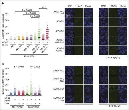 γH2AX foci levels. (A) Quantification of γH2AX foci per cell in knockout iPSCs with the indicated genotypes. (B) Patient-derived iPSCs treated or not with DOX-induced expression of ADH5. The points represent the number of foci per nucleus in a single cell. Cells were exposed to formaldehyde (HCHO; 5 μM) for 24 hours and stained with anti-γH2AX antibody. Mean ± SEM (n = 500) are shown for each condition. The experiment was repeated twice with similar results. The P values were calculated using 1-way ANOVA with Tukey’s multiple-comparisons test. Representative images are shown. n.s., not significant.