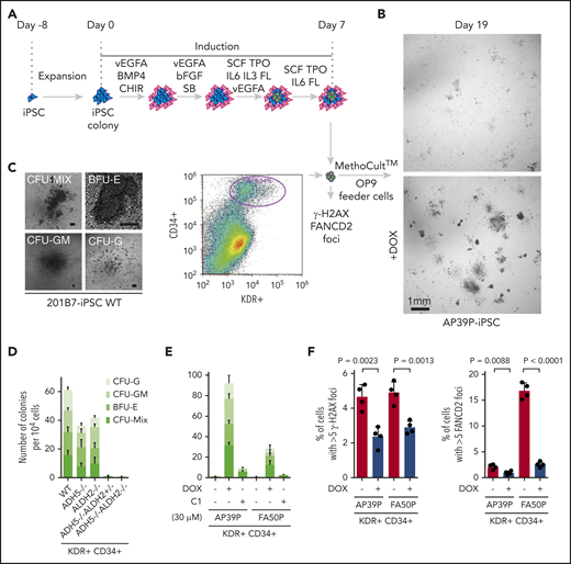 Cytokine-induced in vitro hematopoietic differentiation of disease model iPSCs. (A) Schematic protocol to induce hematopoietic differentiation in iPSCs, as described previously.14 Following the liquid culture phase, cells were sorted at day 7 based on positive staining with anti-CD34 and anti-KDR antibodies, as indicated in the FACS profile shown, and cells were seeded into MethoCult media on OP9 feeder cells.15 (B) Phase-contrast images at day 19 of colonies derived from AP39P-iPSCs, cultured or not with DOX-induced ADH5 expression. (C) Representative images of the hematopoietic progenitor colonies formed in MethoCult media following KDR+CD34+ sorting. Each colony was observed microscopically and classified as described previously.14 (D-E) Number of progenitor cell colonies in MethoCult media at around day 19 from the sorted KDR+CD34+ fraction of the knockout iPSCs with the indicated genotypes (scale bars, 100 μm) (D) and patient-derived iPSCs (E). Mean ± standard deviation (SD) from 3 biological replicates are shown. The ALDH2 activating compound C1 was added on day 0 (30 μM). The experiment in duplicate culture was repeated twice with different sets of iPSC clones. (F) Levels of γH2AX and FANCD2 foci, scored as the percentage of cells with >5 foci per cell. The KDR+CD34+ cells were sorted at day 7 following the liquid culture phase, with or without DOX-induced ADH5 expression, and stained with anti-γH2AX or anti-FANCD2 antibody. The number of foci was evaluated by an IN Cell Analyzer 2000, with ≥1500 cells for each sample. Mean ± SD in quadruplicate cultures are indicated. The P values were calculated using an unpaired, 2-tailed Student t test. Representative images of cells are shown in supplemental Figure 7.