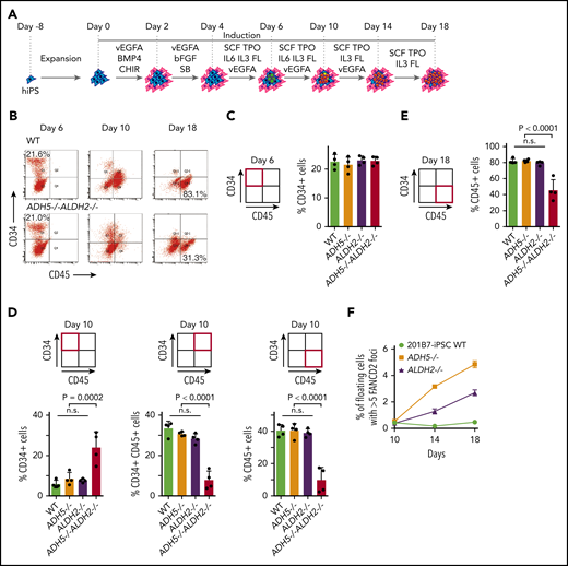 Analysis of cytokine-induced in vitro hematopoietic differentiation of disease model iPSCs. (A) A schematic protocol using a liquid medium to induce hematopoietic differentiation in iPSCs, as described previously.14 (B) The entire cellular composition from the indicated iPSCs, stained with the indicated antibodies, was analyzed by flow cytometry. (C-E) The experiments in duplicate culture were repeated twice with different sets of iPSC clones, and mean ± standard deviation (SD) are shown. The P values were calculated using 1-way ANOVA with Tukey’s multiple-comparisons test. (C) Quantification of the percentage of CD34+ hematopoietic progenitor cells on day 6. (D) Quantification of the percentages of CD34+, CD34+CD45+, and CD45+ cells on day 10. (E) Quantification of the percentage of CD45+ hematopoietic cells on day 18. (F) FANCD2 foci were scored as the percentage of cells with >5 foci per cell. Mean ± SD in quadruplicate cultures are shown. The number of foci was evaluated by an IN Cell Analyzer 2000 with ≥3000 cells for each sample. Representative images of cells are shown in supplemental Figure 8. ADH5−/−ALDH2−/− iPSCs were excluded from this analysis because of extensive cell death. n.s., not significant.